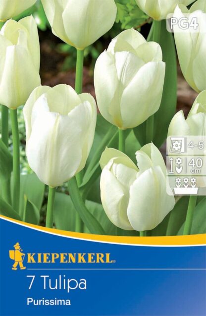 Fosteriana-Tulpe 'Purissima', 7 Zwiebeln, weiß*