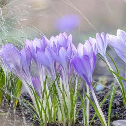 Frühlings-Krokus, blau*