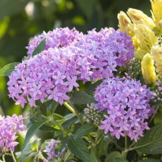 Fünfzahlstrauch, violett*