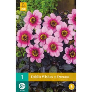 Gallery-Dahlie 'Wishes´n Dreams' Liefergröße: Zwiebelgröße I*