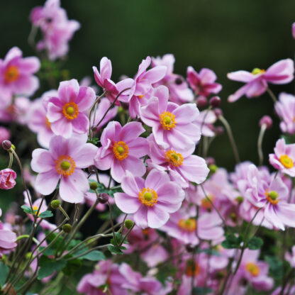 Garten-Anemone 'Rose Shades', rosa*