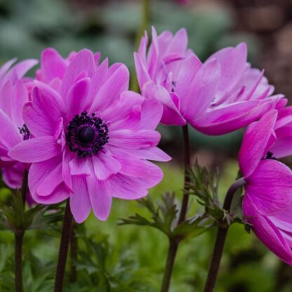 Garten-Anemone, rosa*