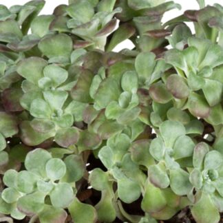 Garten-Fetthenne 'Purpureum'*
