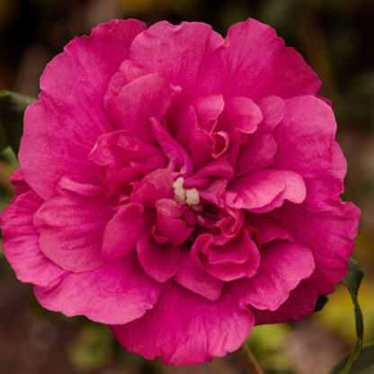 Garten Hibiskus 'Magenta Chiffon®', violett*