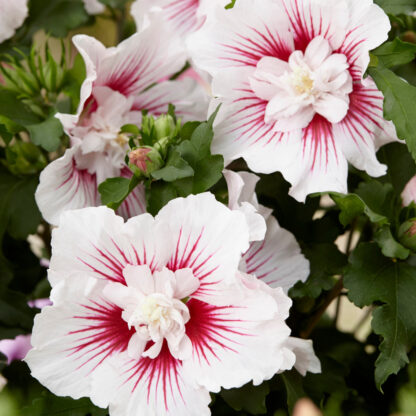 Garten Hibiskus 'Starburst Chiffon®', rosa*