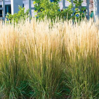 Garten-Reitgras 'Karl Foerster' 3 Liter Container Lieferform: Im 3 Liter Topf*