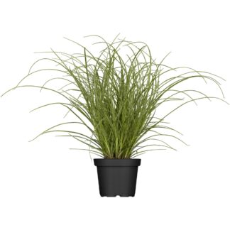 Garten-Segge 'Camara'*