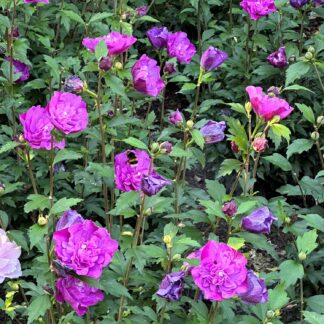 Garteneibisch 'Magenta Chiffon®', 3 - 5 Liter, 40 -60 cm Liefergröße: 40 - 60 cm*