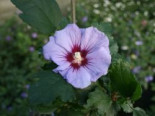 Garteneibisch 'Coelestis', 60-80 cm, Hibiscus syriacus 'Coelestis', Containerware*