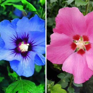 Gartenhibiskus Blau & Rosa, 2 Pflanzen, 2 Pflanzen*
