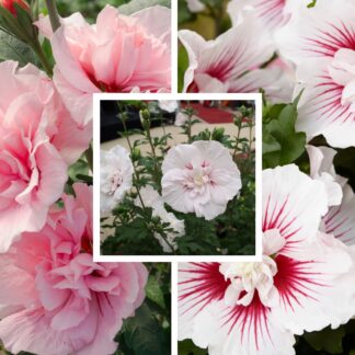 Gartenhibiskus 'Chiffon', 3 Pflanzen, 3 Pflanzen, bunt*