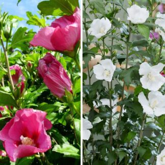 Gartenhibiskus 'Flower Tower' White & Ruby, 2 Pflanzen, 2 Pflanzen*