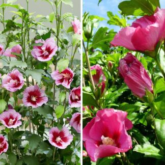 Gartenhibiskus 'Flower Tower®' Purple & Ruby, 2 Pflanzen, 2 Pflanzen*