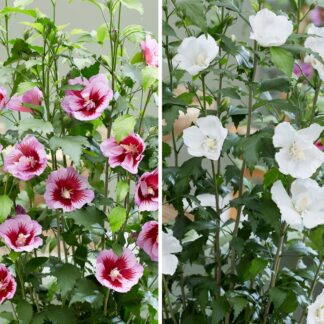 Gartenhibiskus 'Flower Tower®' White & Purple, 2 Pflanzen, 2 Pflanzen*