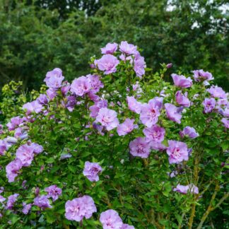 Gartenhibiskus 'Lavender Chiffon'®, violett*