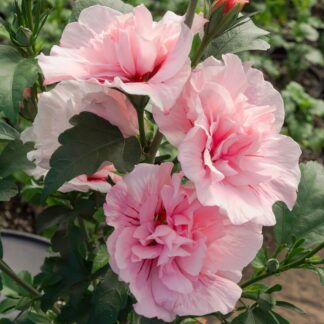 Gartenhibiskus 'Pink Chiffon®', rosa*