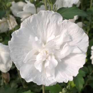Gartenhibiskus 'White Chiffon®', weiß*