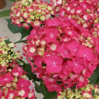Gartenhortensie 'Leuchtfeuer' 5 Liter Container, 30-40 cm Liefergröße: 30-40 cm*