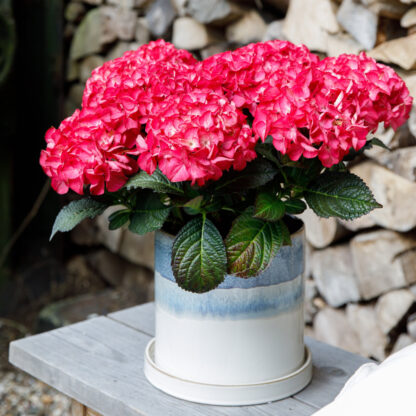 Gartenhortensie 'Black Diamonds Red Angel®', rot*