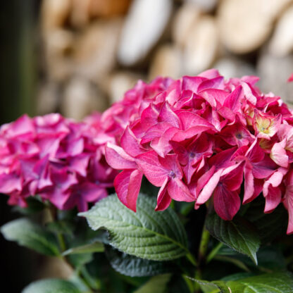 Gartenhortensie 'Black Diamonds Red Angel®', violett*