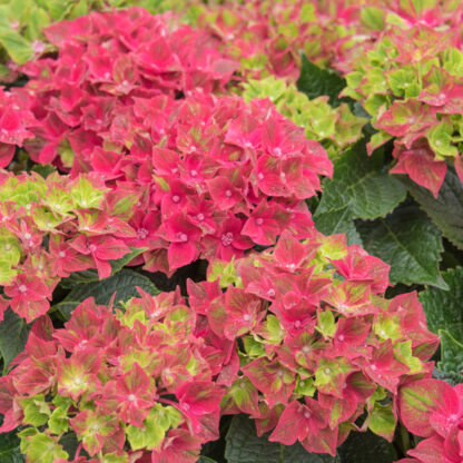 Gartenhortensie 'Green Shadow'*