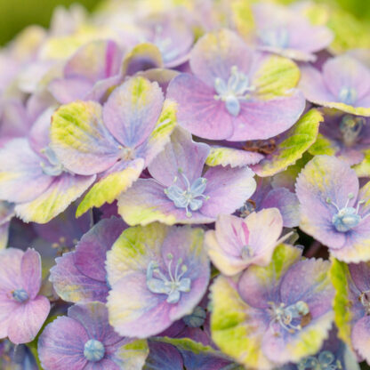 Gartenhortensie 'Magical Four Seasons Jewel®', blau*