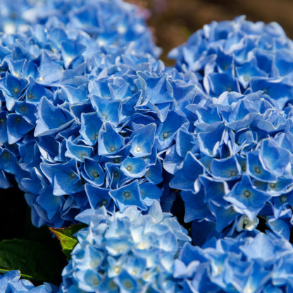 Gartenhortensie 'Music Collection Blue Boogiewoogie®', blau*