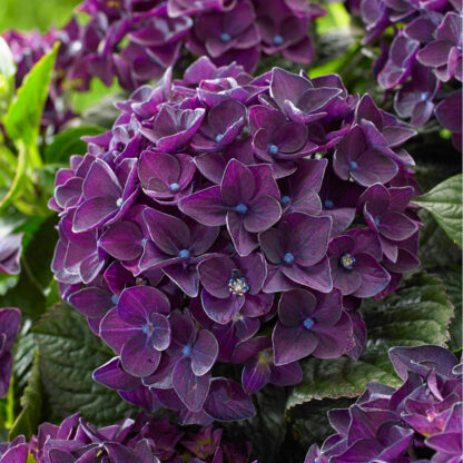 Gartenhortensie 'Music Collection Deep Purple Dance®', violett*