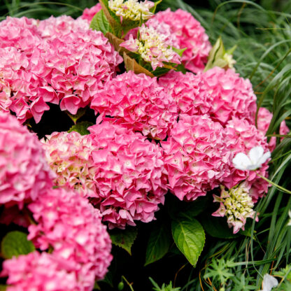 Gartenhortensie 'Music Collection Pink Pop®', pink*