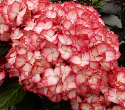 Gartenhortensie 'Royalty Collection Beauty of Boskoop®', rot*