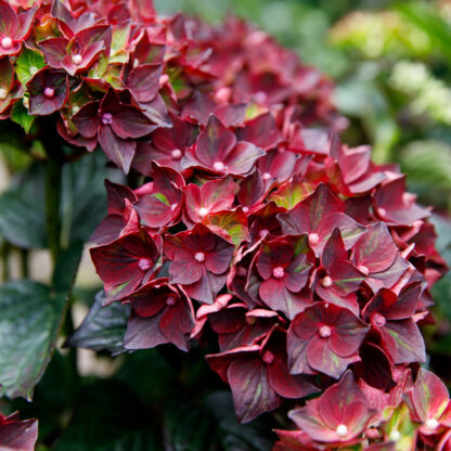 Gartenhortensie 'Royalty Collection Burning Hot®', rot*