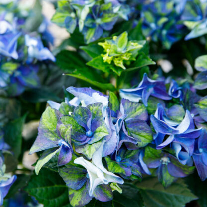 Gartenhortensie 'Royalty Collection Lady Mata Hari®', blau*