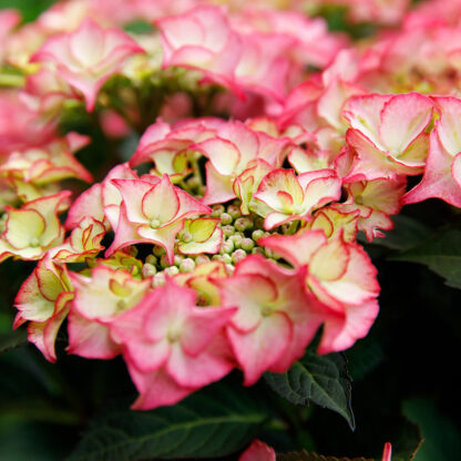 Gartenhortensie 'Royalty Collection Tiffany®', rosa*