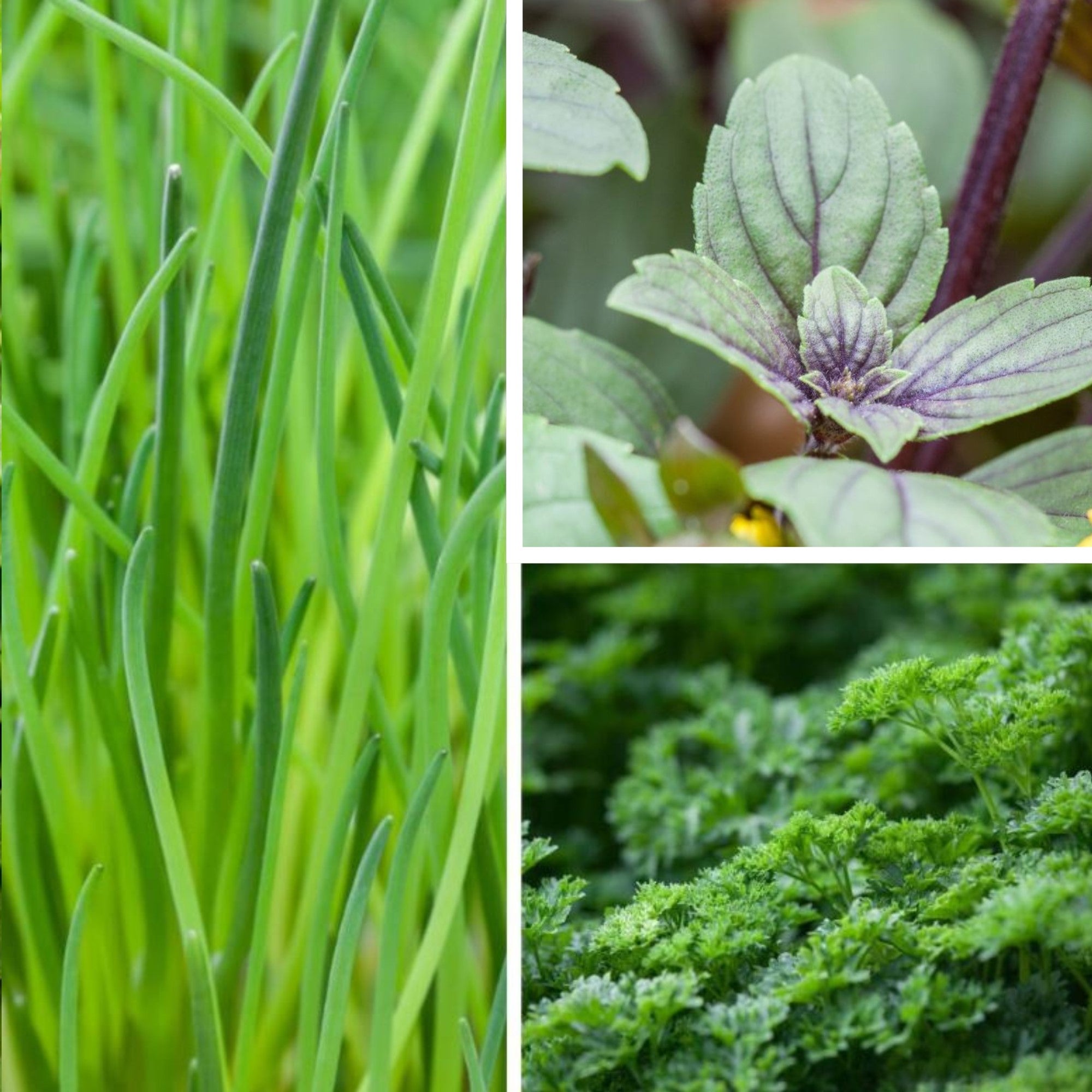 Gartenkräuter "Klassische Küche", 3 Kräuter*