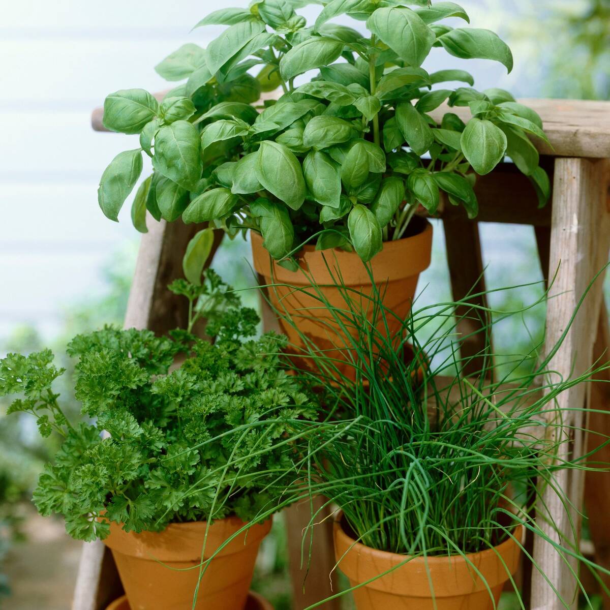 Gartenkräuter "Kräuterfreude", 3 Pflanzen*