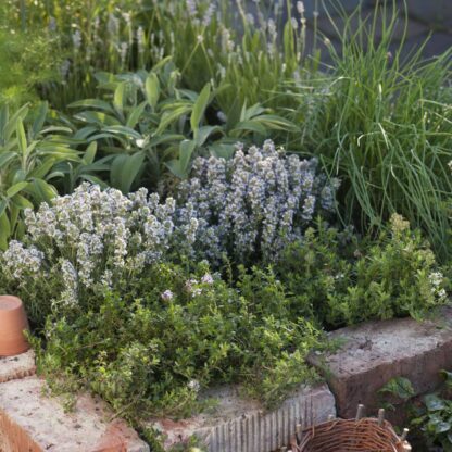 Gartenkräuter "Lavendel & Freunde", 9 Pflanzen*