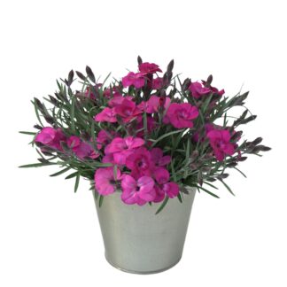 Gartennelke 'Neon Flush', pink*