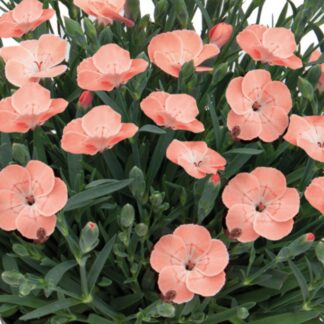 Gartennelke 'Peach Party®', rosa*