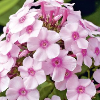 Gartenphlox 'Bright Eye' Lieferform: Im 9 cm Topf*