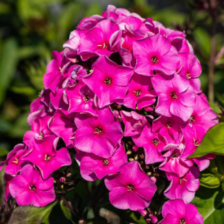 Gartenphlox 'Tenor' Lieferform: Im 9 cm Topf*