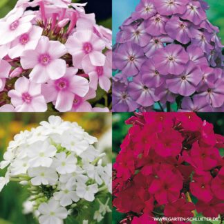Gartenphlox Mischung - 4 Stück Liefergröße: | 4 Stück*