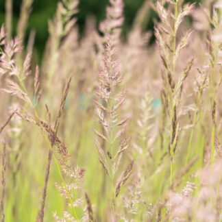 Gartenreitgras 'Karl Förster'*