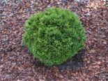 Gartenzypresse 'Green Globe', 10-15 cm, Chamaecyparis lawsoniana 'Green Globe', Topfware*