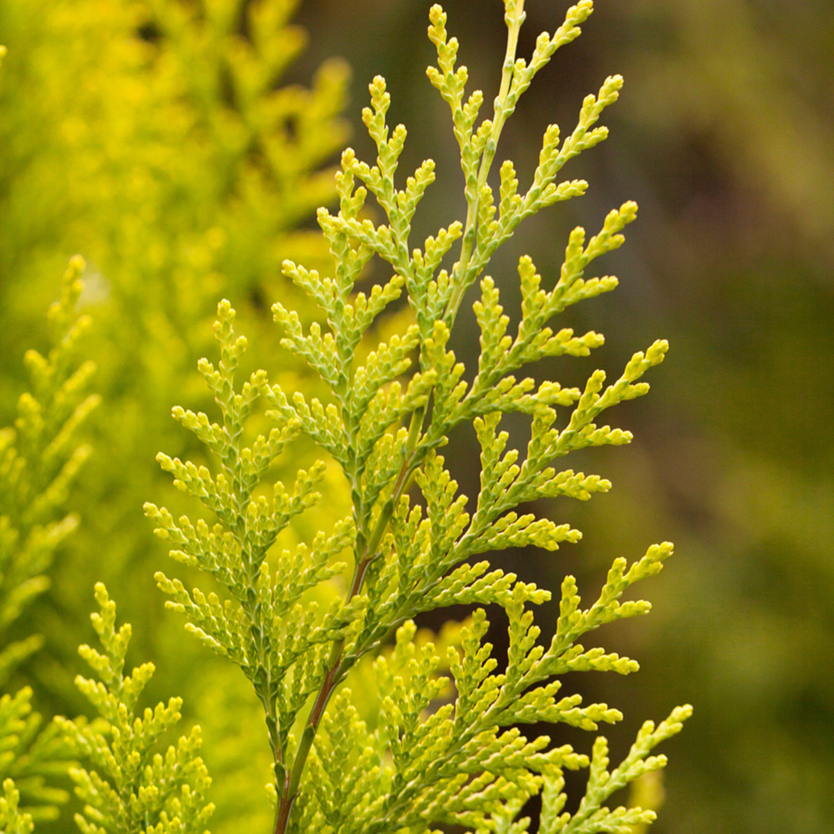 Gartenzypresse 'Ivonne'*