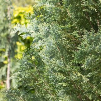 Gartenzypresse 'van Pelts Blue'*