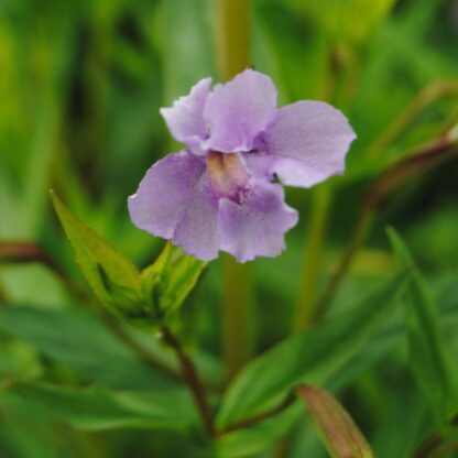 Gauklerblume, blau*