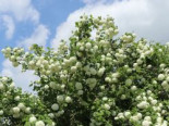 Gefüllter Schneeball / Echter Schneeball 'Roseum', 60-80 cm, Viburnum opulus 'Roseum', Containerware XXL*