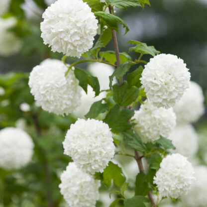 Gefüllter Schneeball 'Roseum', grün*