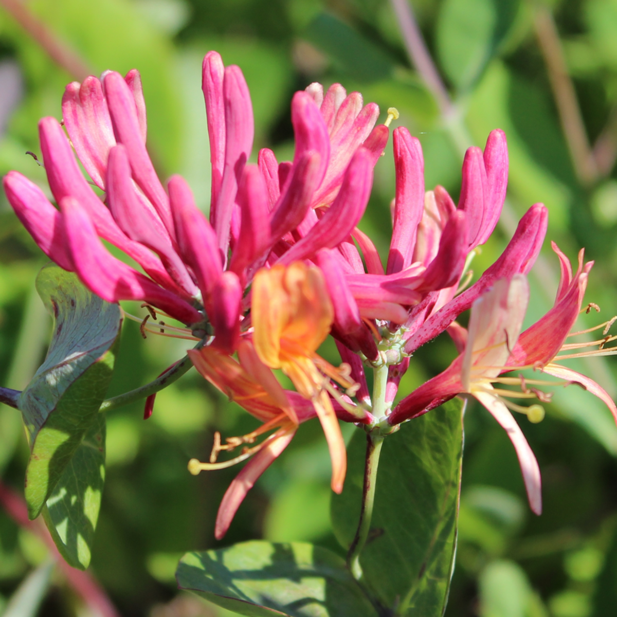 Geißblatt 'America Beauty', rot*