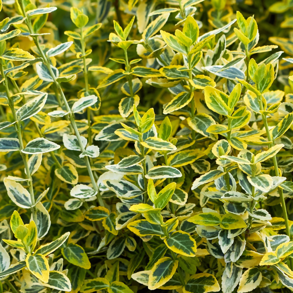 Gelbbunte Kriechspindel 'Emerald'n Gold', weiß*